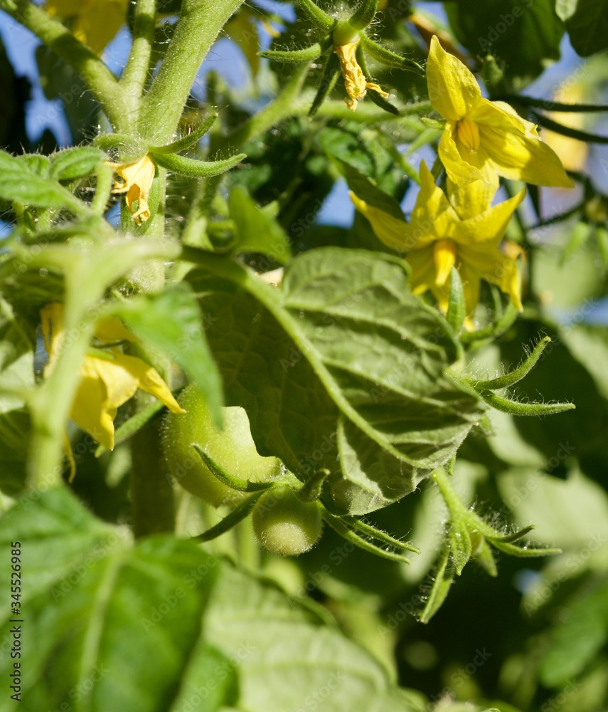 green young tomatoes in spring on a bush green young tomatoes in spring on a bush