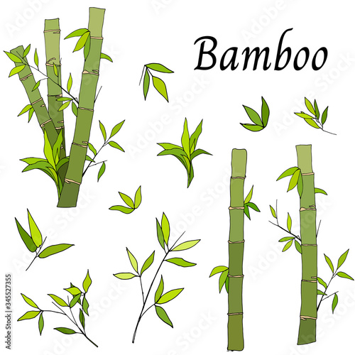 Fototapeta Naklejka Na Ścianę i Meble -  Bamboo set in a flat style. Asian tropical garden from green stems and leaves. Natural organic food vector cartoon illustration.