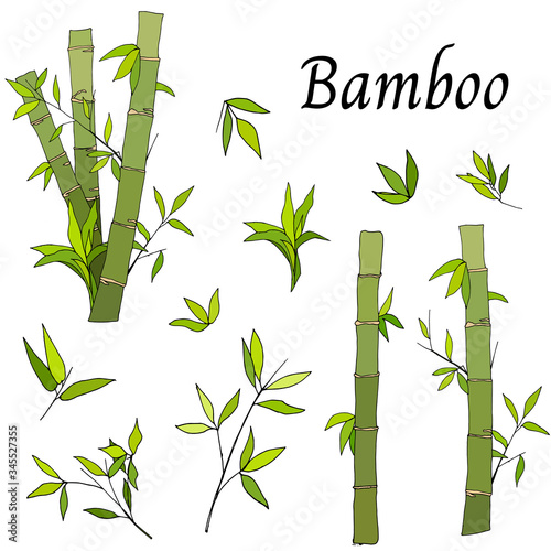Bamboo set in a flat style. Asian tropical garden from green stems and leaves. Natural organic food vector cartoon illustration.