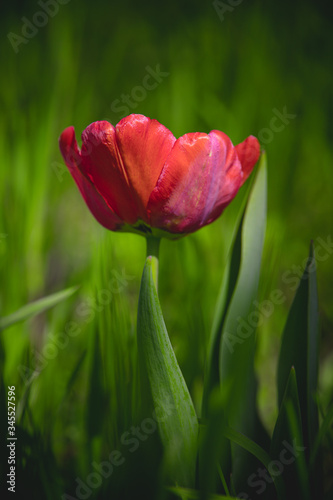 red tulip on a background of green grass in the warm spring sun