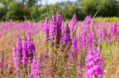 Purple sage flowers in the meadow on a summer sunny day