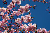 selective focus, cherry blossom tree