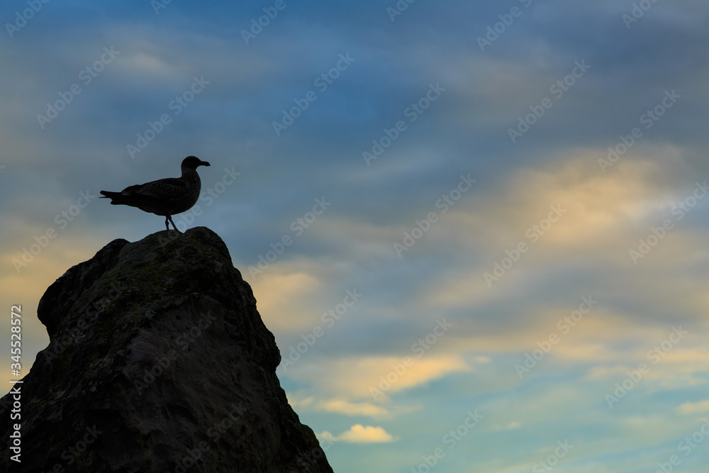 A seagull silhouetted on a rock against a sunset sky A seagull silhouetted on a rock against a sunset sky