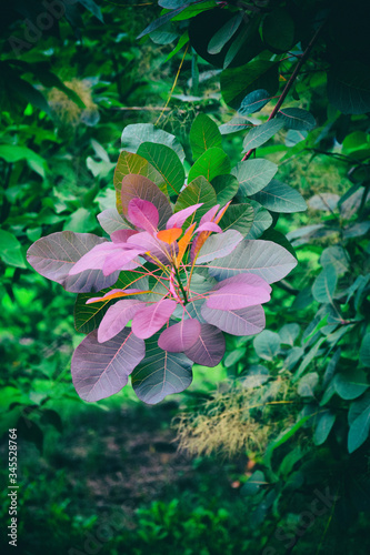  autumn tree with colorful leaves on a green background on the tree