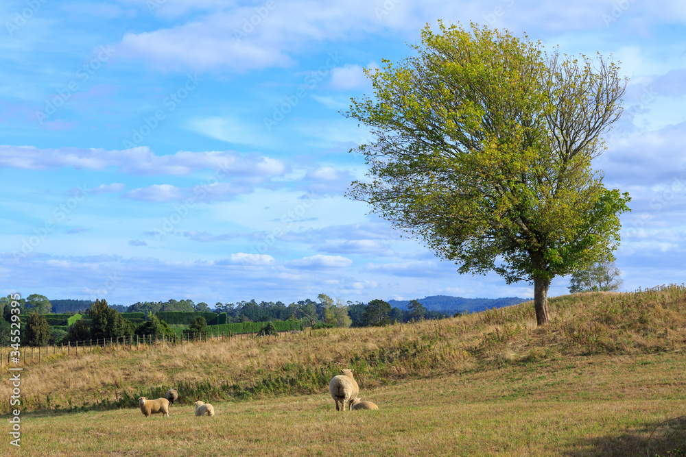 Farming landscape, with sheep in a field and an attractive tree. Photographed in the Kaimai Mountains, New Zealand Farming landscape, with sheep in a field and an attractive tree. Photographed in the Kaimai Mountains, New Zealand