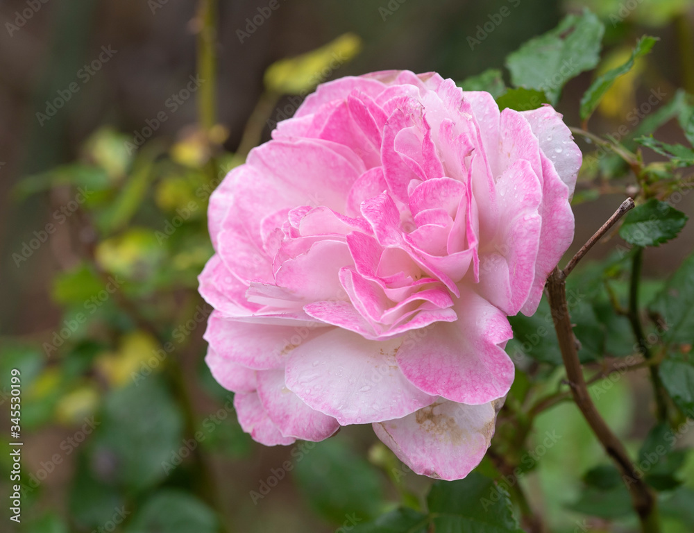 rose　flower　purplish pink　beautiful