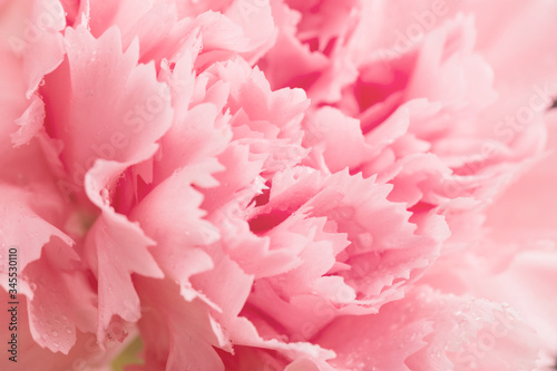 Bright, beautiful and fragrant carnations