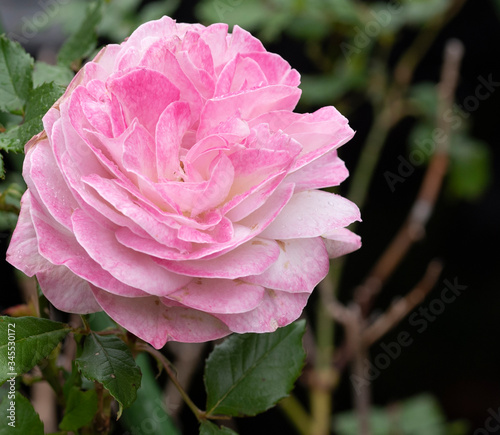 rose   flower   purplish pink   beautiful