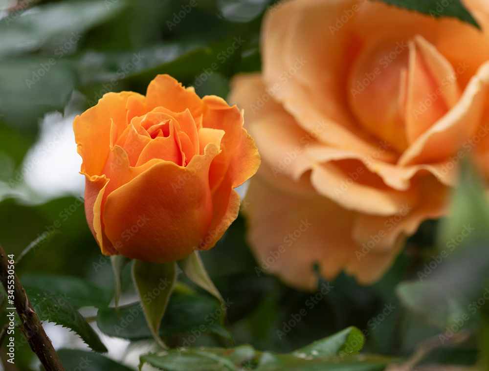rose flower purplish pink beautiful rose flower purplish pink beautiful