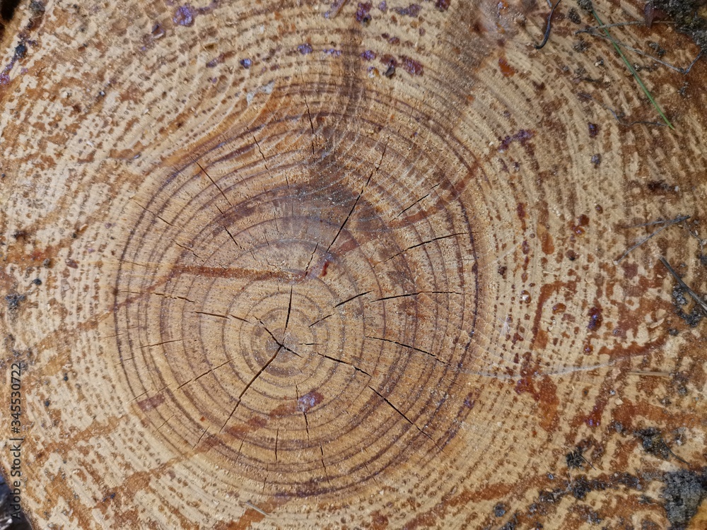 Naklejka premium Troncos cortados de madera