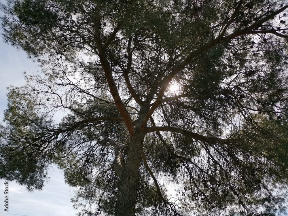 Pinar y cielo Pinar y cielo