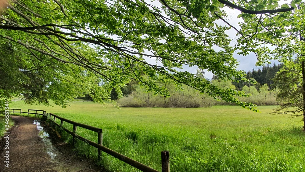 Natur Wald Landschaft Leben Gedeihen 