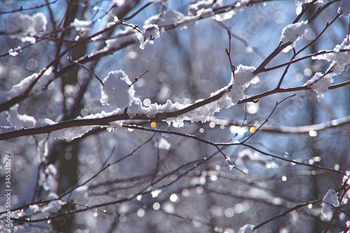 晴れた冬の日に太陽の光に煌めく霜の付いた木の枝。