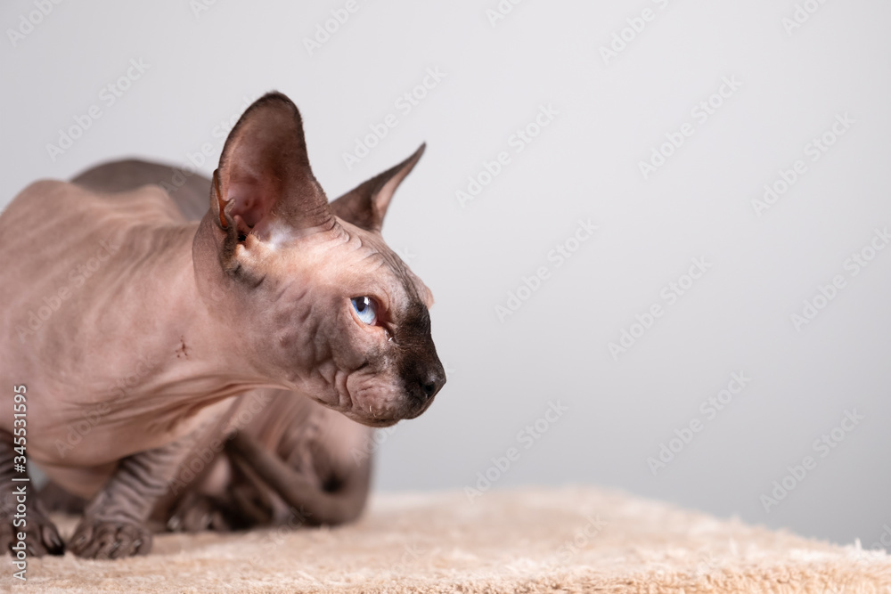 Portrait of a pretty sphinx indoors, bald cat, the cat is on a scratching post, half body, on a grey background, with space for copy, focus on eye