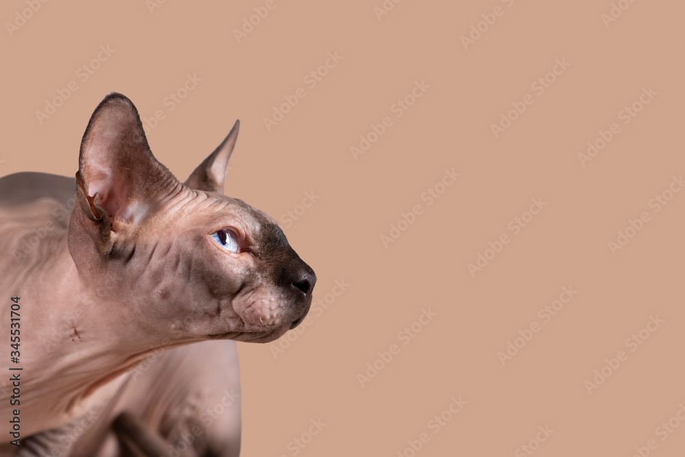 Portrait of a pretty sphinx head indoors, bald cat, on a brown background, with space for copy, focus on eye