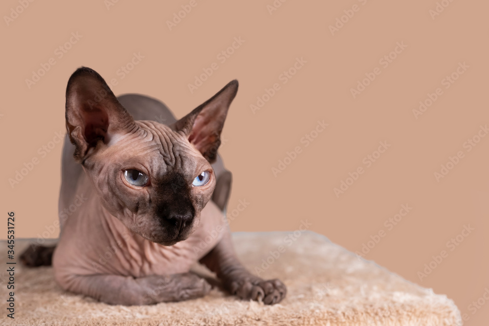 Portrait of a pretty sphinx indoors, bald cat, the cat is on a scratching post, full body, on a brown background, with space for copy, focus on eye