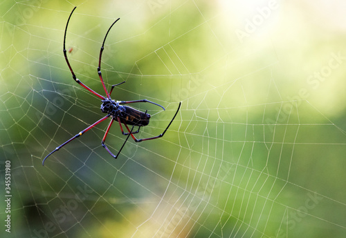 Exotic spider in a spiderweb