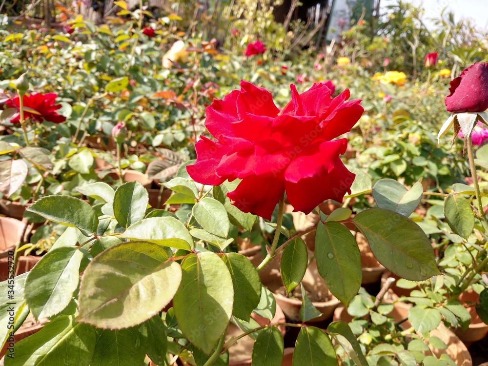 Beautiful rose flowers in nursery, rose flowers in garden Beautiful rose flowers in nursery, rose flowers in garden