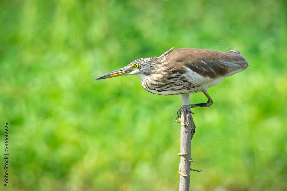 Fototapeta premium Image of Chinese pond heron(Ardeola bacchus) on tree stump on nature background. Bird. Animals.