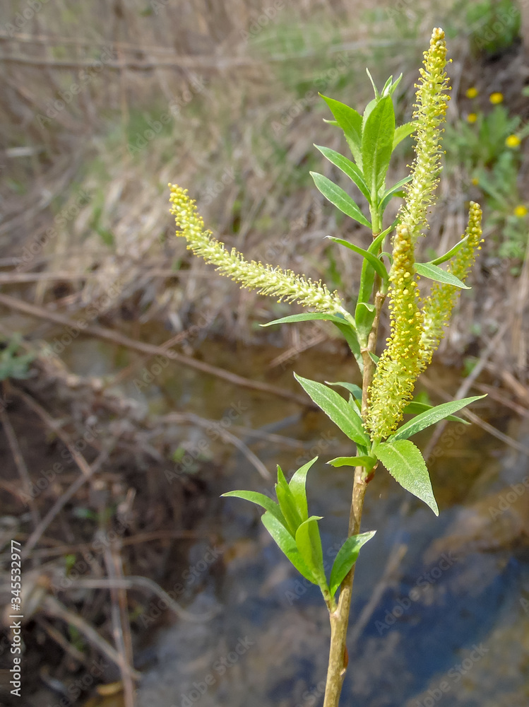 blooming willow against the background of a spring stream blooming willow against the background of a spring stream