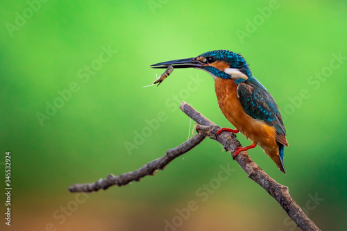Image of common kingfisher (Alcedo atthis) hold the shrimp in the mouth and perched on a branch on nature background. Bird. Animals.