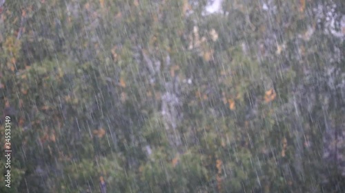 heavy summer rain over birch trees