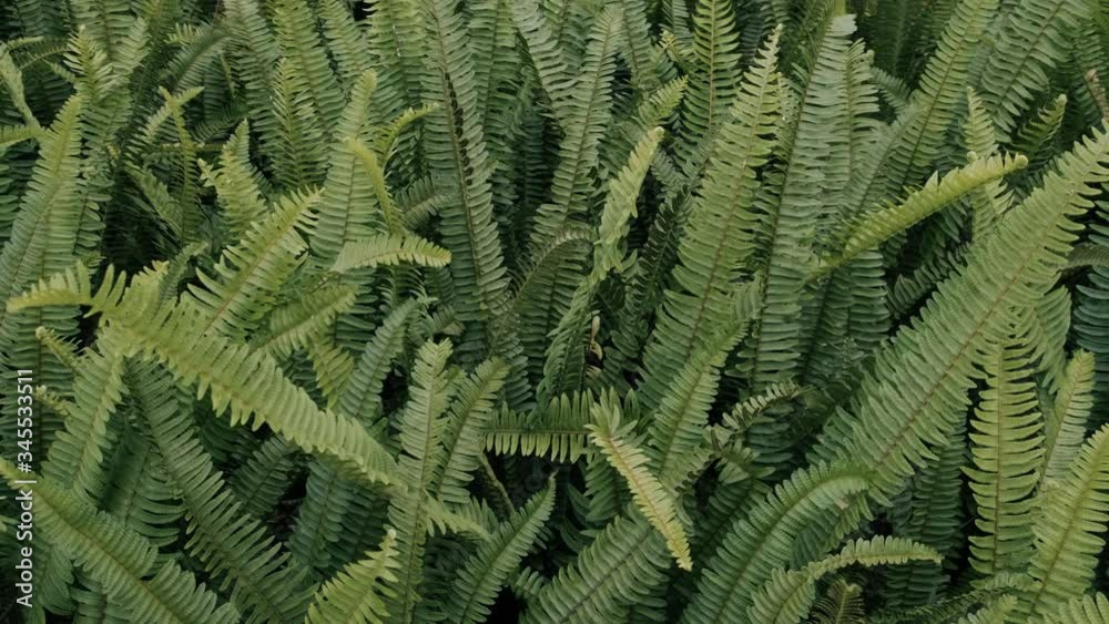 Natural texture with tropical leaves. Calm relaxing background. Environmental concept. Natural texture with tropical leaves. Calm relaxing background. Environmental concept.