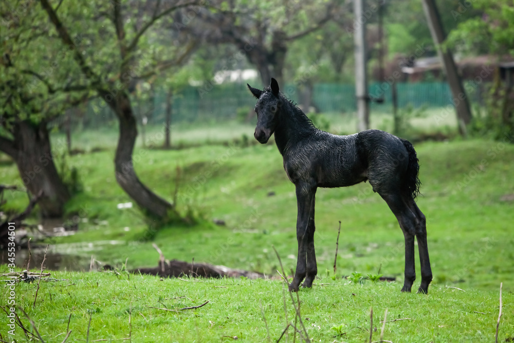Small horse. Small horse galloping. Foal runs on green background. Small cute horse. Small baby horse laying in field