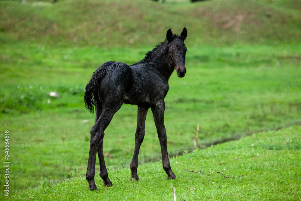 Small horse. Small horse galloping. Foal runs on green background. Small cute horse. Small baby horse laying in field Small horse. Small horse galloping. Foal runs on green background. Small cute horse. Small baby horse laying in field