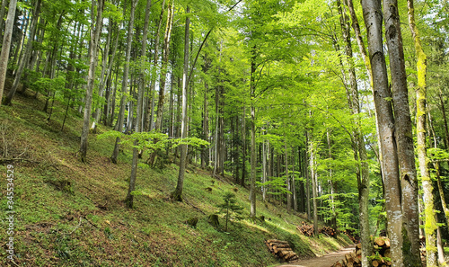 Natur Wald Landschaft Leben Gedeihen 