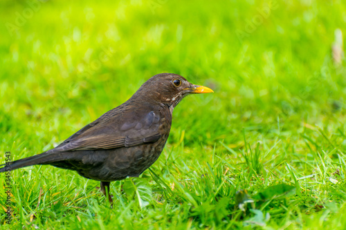 Turdus merula, or Eurasian blackbird, or the common blackbird, a species of true thrush. It breeds in Europe, Asiatic Russia, and North Africa