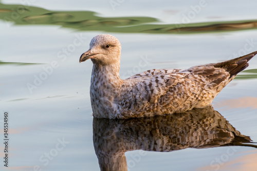 A seagull swimming at the Alster Lake under sunset in Hamburg, Germany.