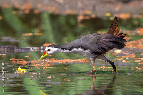 Image of white-breasted waterhen bird(Amaurornis phoenicurus) are looking for food in swamp on nature background. Bird. Animals. © yod67