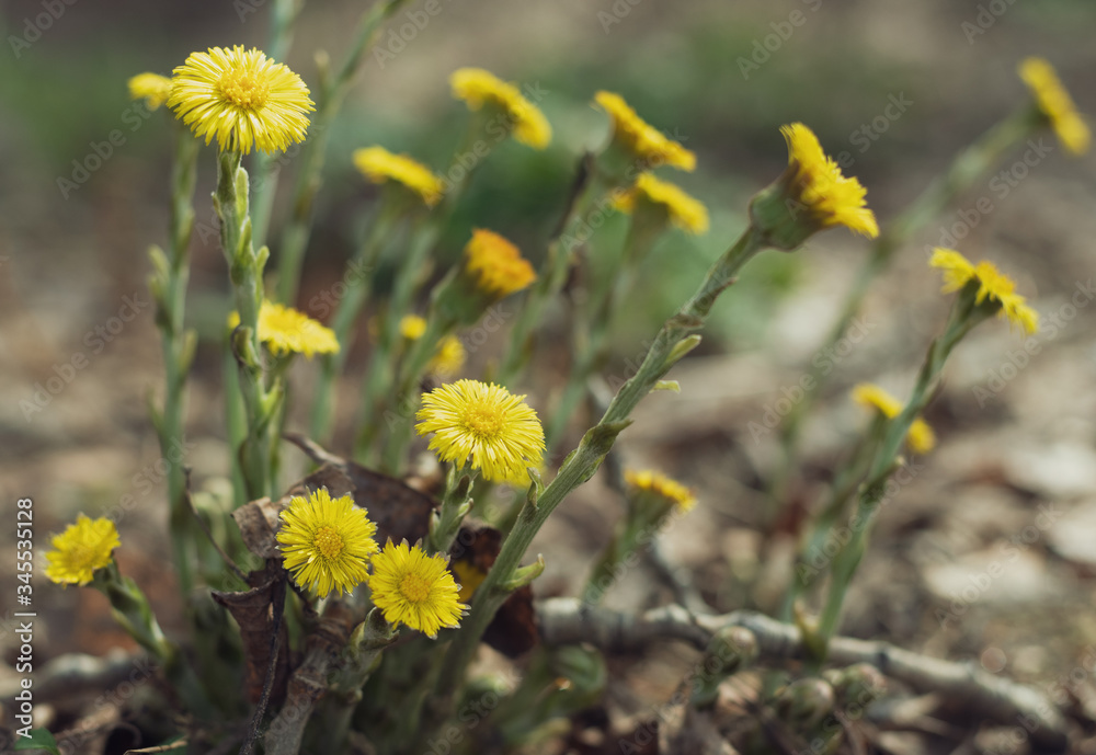 Bright yellow coltsfoot flowers on the lawn. Group of spring flowers. Bright yellow coltsfoot flowers on the lawn. Group of spring flowers.
