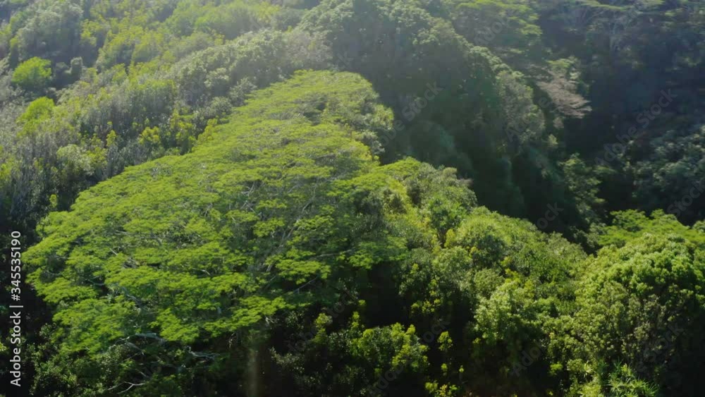 Aerial, drone shot panning around lush green trees, in a Hawaiian rainforest, sunny day in Maui, Hawaii, USA Aerial, drone shot panning around lush green trees, in a Hawaiian rainforest, sunny day in Maui, Hawaii, USA