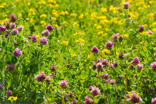 Background of the flowering red clover on the blurred background