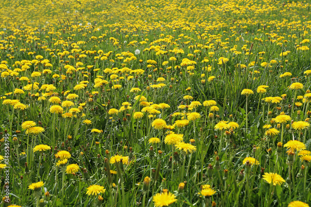 A field of yellow dandelions in spring A field of yellow dandelions in spring