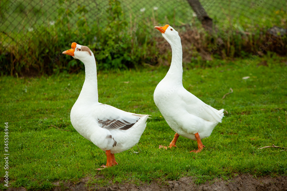Flock of white domestic geese on the pasture. Big white goose in meadow. Domestic geese on the green lawn Flock of white domestic geese on the pasture. Big white goose in meadow. Domestic geese on the green lawn