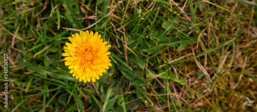 Panel kuchenny z motywem Mlecz w ogrodzie. Żółty kwiat