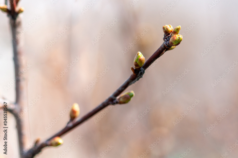 Apple branch with swelling buds Apple branch with swelling buds