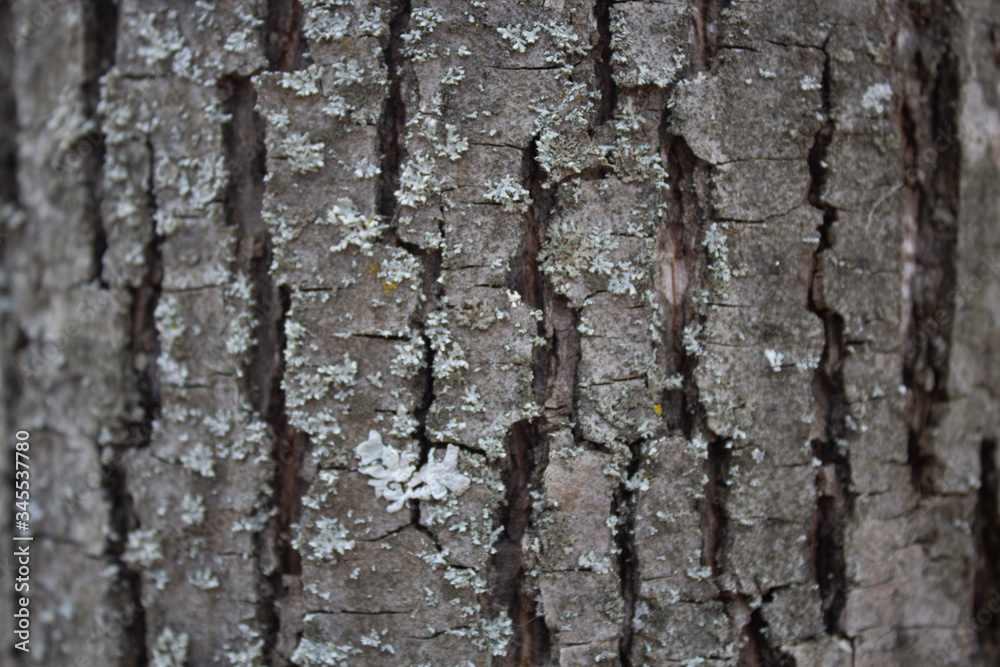 tree texture tree texture