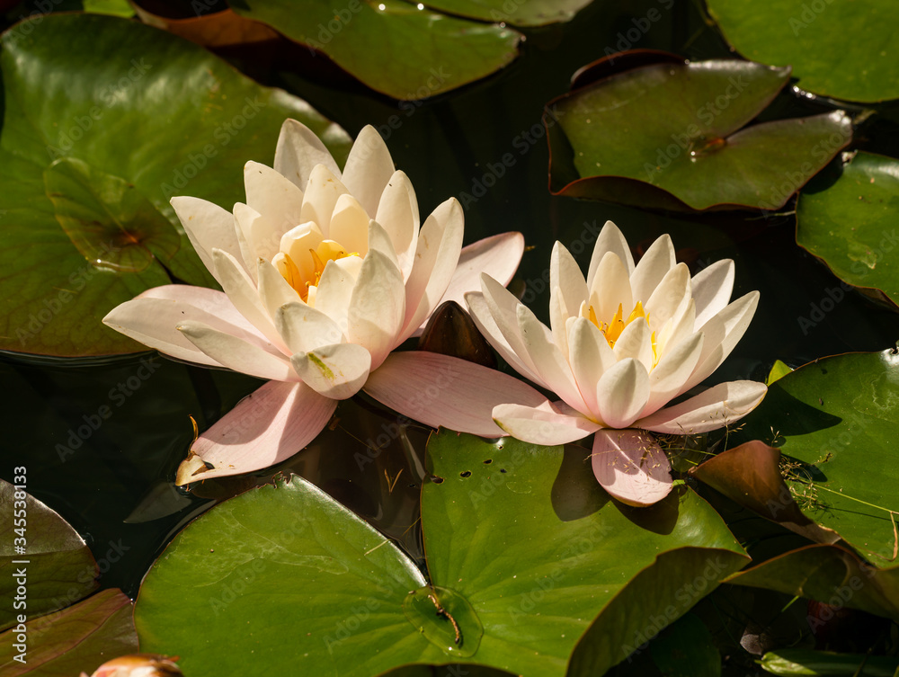pink blossoms of water lilies (nymphaea) pink blossoms of water lilies (nymphaea)