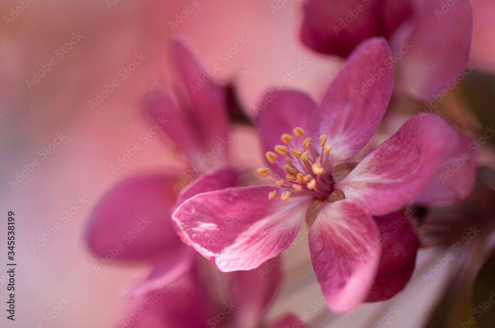 Blossoming apple tree branch with pink flowers. Pink flowers of an apple tree on a beautiful blurred background Blossoming apple tree branch with pink flowers. Pink flowers of an apple tree on a beautiful blurred background