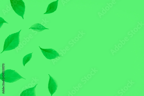 Fresh green leaves Frame with monochrome green flying leaves