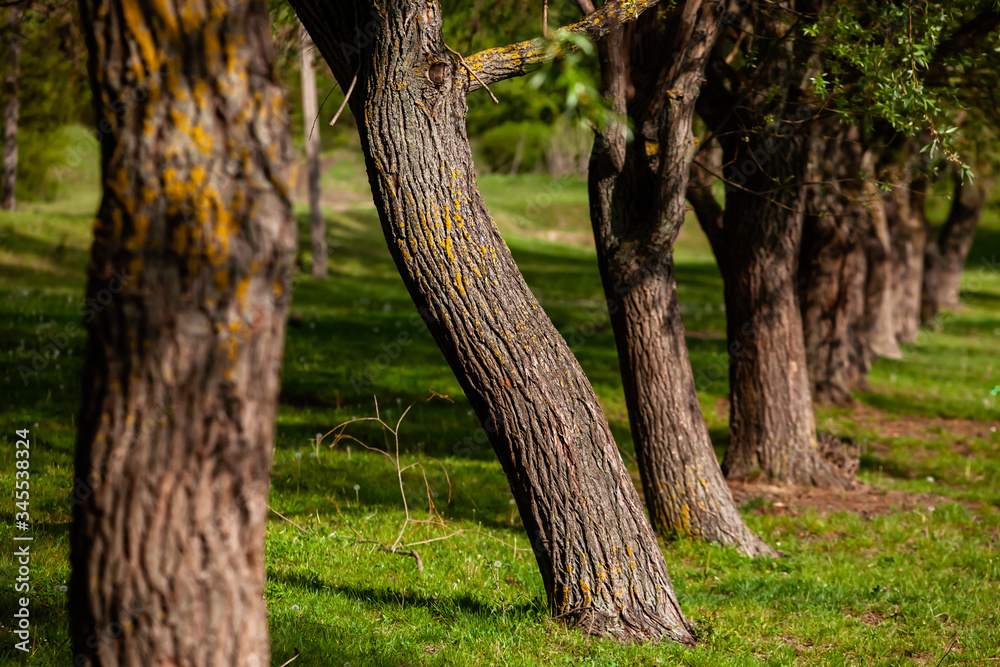 Group of tree at the green meadow. Field of green grass and blue sky in summer day. Tree line in formal park. Beautiful spring landscape in Republic of Moldova. Green landscape. Spring Nature. Group of tree at the green meadow. Field of green grass and blue sky in summer day. Tree line in formal park. Beautiful spring landscape in Republic of Moldova. Green landscape. Spring Nature.