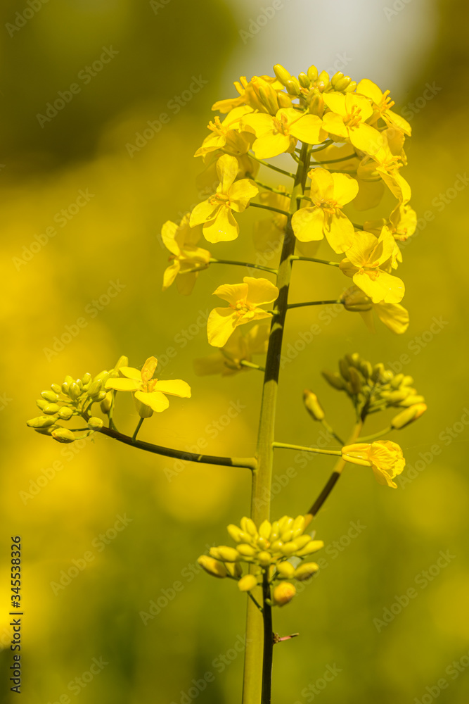 yellow Rapeseed (Brassica napus) blossom