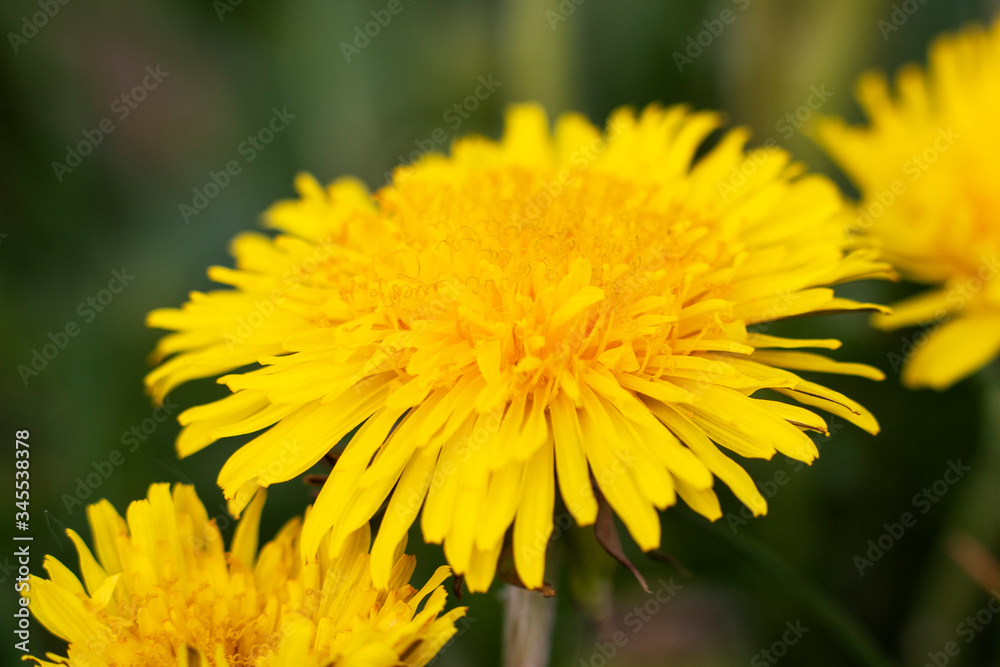 Dandelion
Dandelion