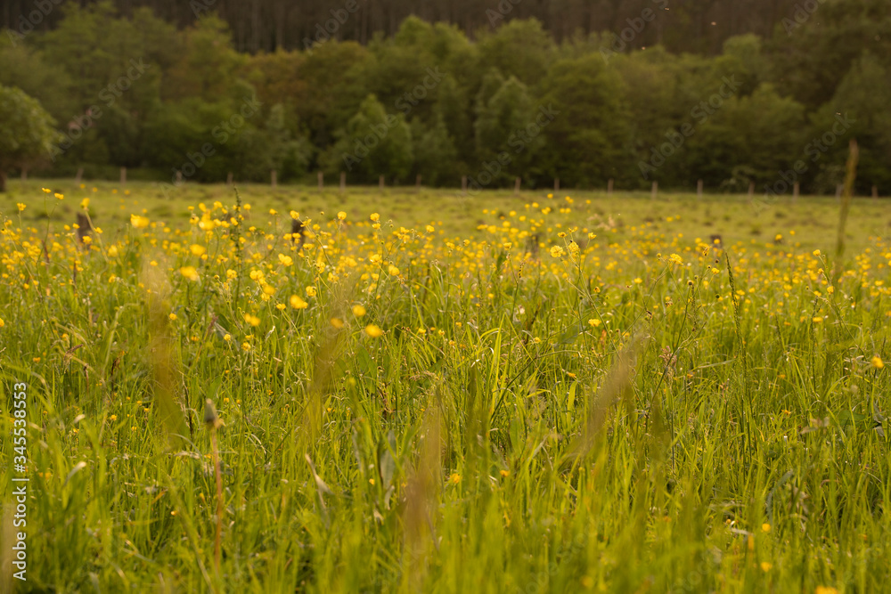 Fototapeta premium grass field at sunset in summer