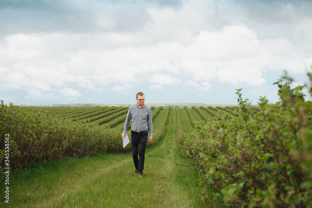 young farmer inspects currant field. The concept of fruit and berry farming young farmer inspects currant field. The concept of fruit and berry farming