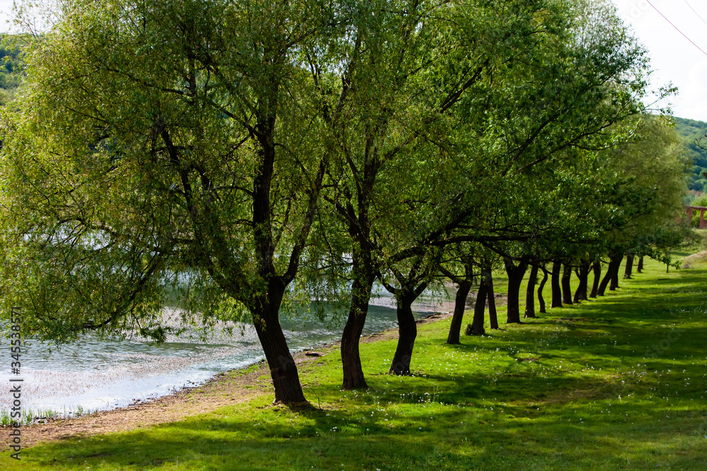 Group of tree at the green meadow. Field of green grass and blue sky in summer day. Tree line in formal park. Beautiful spring landscape in Republic of Moldova. Green landscape. Spring Nature. Group of tree at the green meadow. Field of green grass and blue sky in summer day. Tree line in formal park. Beautiful spring landscape in Republic of Moldova. Green landscape. Spring Nature.